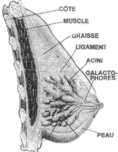Figure 9. Vue latérale d'une coupe sagittale du sein. 
