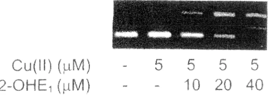 Fig.  l. A  representative agarose  gel electrophoresis showing the  different  fonns  of <J>X-174  plasmid  DNA  incubated with  2-0HE,  in  the presence of 5-µM Cu(li) in  PBS,  pH 7.4,  at  37°C for  i 80  min