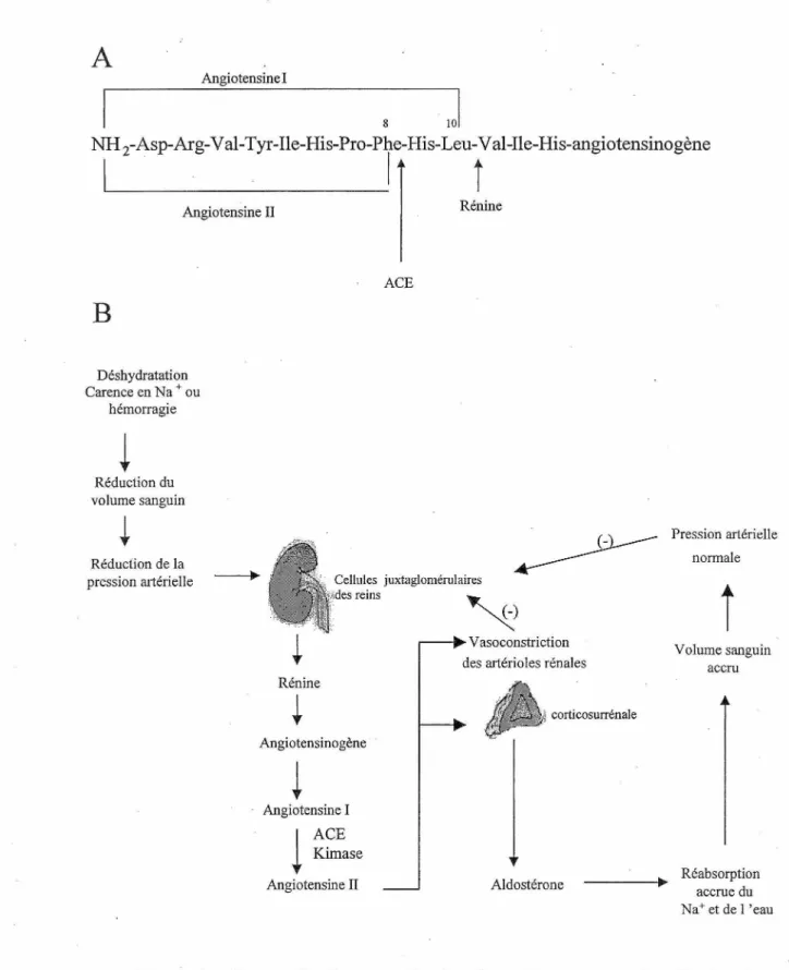 Figure 1 :  Schématisation des sites  de clivage des  enzymes impliquées dans  la  formation  de  l'  Ang  II  (A)  et  schématisation  du  système  rénine-angiotensine-aldostérone (B)
