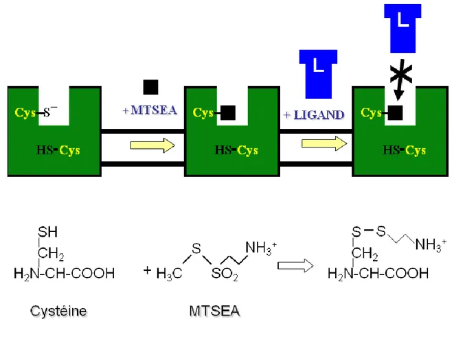 FIGURE  4 :  Substituted  Cysteine  Accessibility  Method  (SCAM).  Le  MTSEA  réagit  spécifiquement avec les cystéines libres