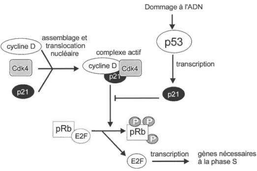 Figure  1 :  Arrêt  du  cycle  cellulaire  en  phase  Gl  par  p21  wan/CipI  suite  aux  dommages à  l'  ADN