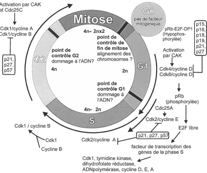 Figure 4: Le cycle cellulaire.  (d'après Davezac et al., 2000; Johnson and Walker, 1999) 