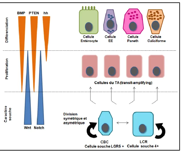 Figure 1 : Origine et spécification des cellules épithéliales intestinales. Les cellules souches intestinales  CBC  (crypt-base  columnar)  et  LCR  +4  (label-retaining  cell)  ont  la  capacité  de  se  diviser  de  manière  symétrique et asymétrique, af