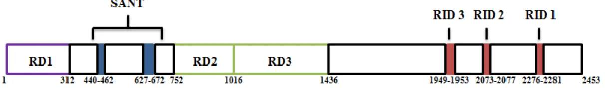 Figure  3 :  Les  différents  domaines  protéiques  de  NCOR1.  Les  3  différents  domaines  de  NCOR1  (domaine de répression (RD), domaine SANT et domaine de liaison aux récepteurs nucléaires (RID)) sont  illustrés en fonction de leur position selon la 