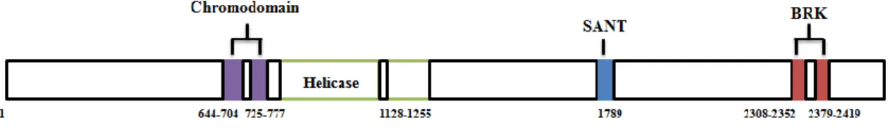 Figure  5.  Les  différents  domaines  protéiques  de  CHD8.  Les  5  différents  domaines  de  CHD8  (chromodomaine,  domaine  hélicase  SWI2/SNF2,  domaine  SANT  et  domaine  BRK)  sont  illustrés  en  fonction de leur position selon la séquence en acid
