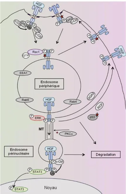 Figure 9. Signalisation et trafic intracellulaire du récepteur Met.  
