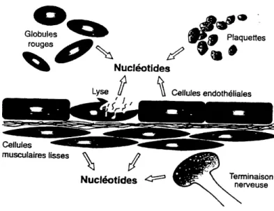 Figure 1-1. Source des nucleotides extracellulaires dans Ie systeme vasculaire. Les globules rouges, les plaquettes, les cellules endotheliales et muscles lisses des vaisseaux, de meme que les terminaisons nerveuses sont des sources importantes de nucleoti