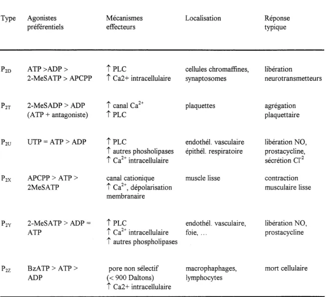 Tableau 1-2. Classification pharmacologique des recepteurs Pz. Type Agonistes preferentiels Mecanismes effecteurs Localisation Reponse typique
