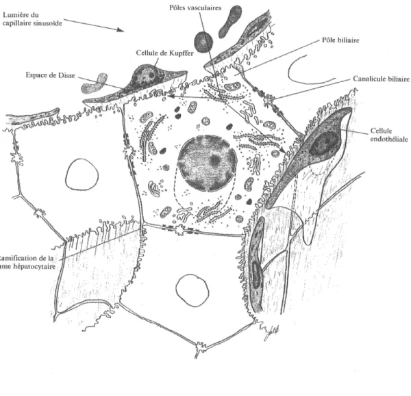 Figure 1-5. Representation (Tune cellule hepatique (Tire de Hould, 1982).