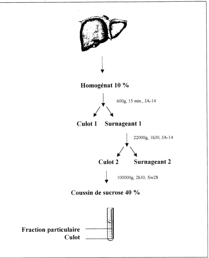 Figure 2-1. Schema illustrant Ie fractionnement cellulaire du foie.