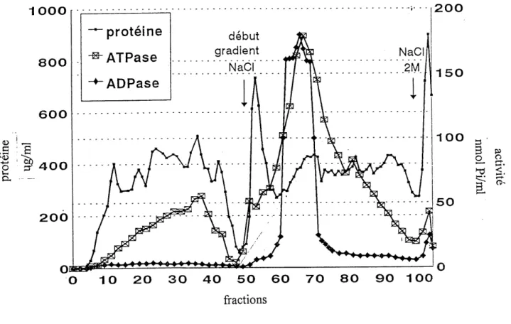 Figure 4. Profil d'elution des proteines et des activites