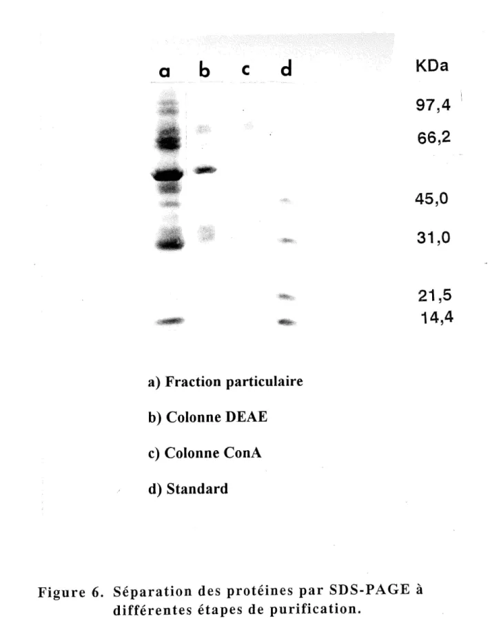Figure 6. Separation des proteines par SDS-PAGE a differentes etapes de purification.