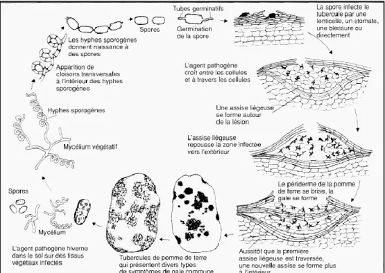 Figure 2. Cycle de la gale commune de la pomme de terre causée par l’agent pathogène  S