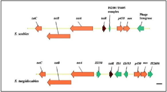 Figure 4.  La composition générale de l’îlot de pathogénicité (région toxicogénique) chez  S