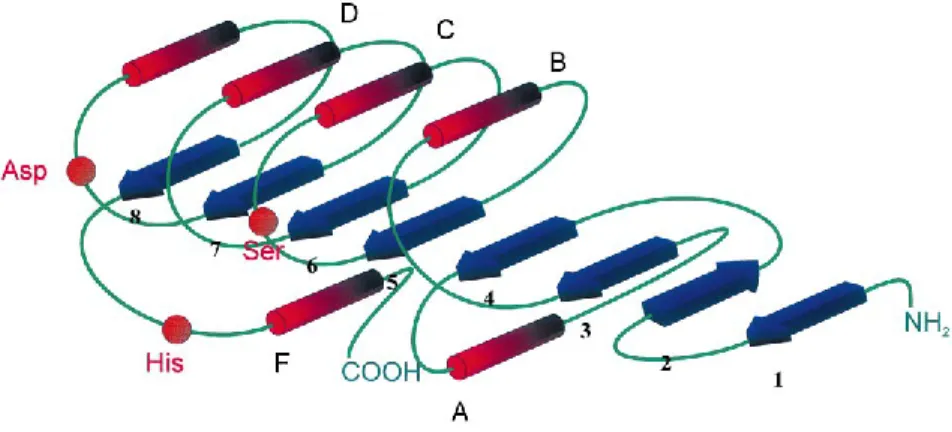 Figure 7. Schéma de la structure (3D) des α/β hydrolases (Bornscheuer, 2002). 