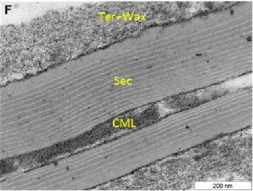 Figure 9. Ultrastructure des parois cellulaires subérifiées du périderme de la pomme de  terre,  vues  par  MET