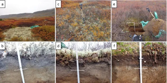 Figure 1.2 – Three types of vegetation covers selected in the upper Tasiapik Valley. (a) Lichen tundra, (c) Medium shrub  tundra (e) High shrub tundra