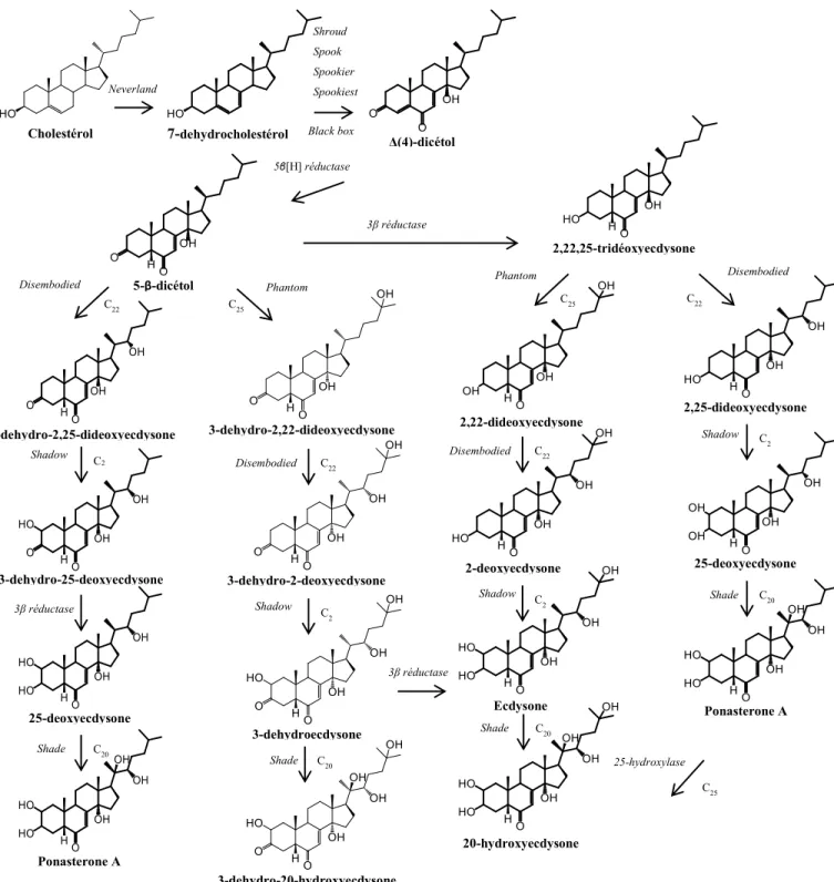 Figure 3. Schéma de la synthèse des ecdystéroïdes chez les crustacés adapté de Mykles (2011),  Lachaise et al