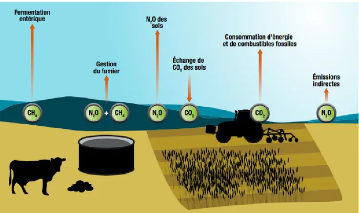 Figure 3.2 Émissions de GES d’origine agricole au Canada en 2011. (Tiré de Clearwater et al, 2016)  Les émissions découlant de la machinerie et sa dépendance aux énergies fossiles ne sont pas considérées  dans l’indice ci-haut, mais elles restent tout de m