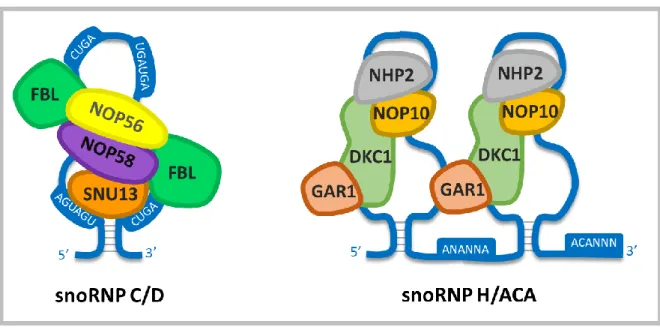Figure 4 :  Interacteurs des snoRNA 