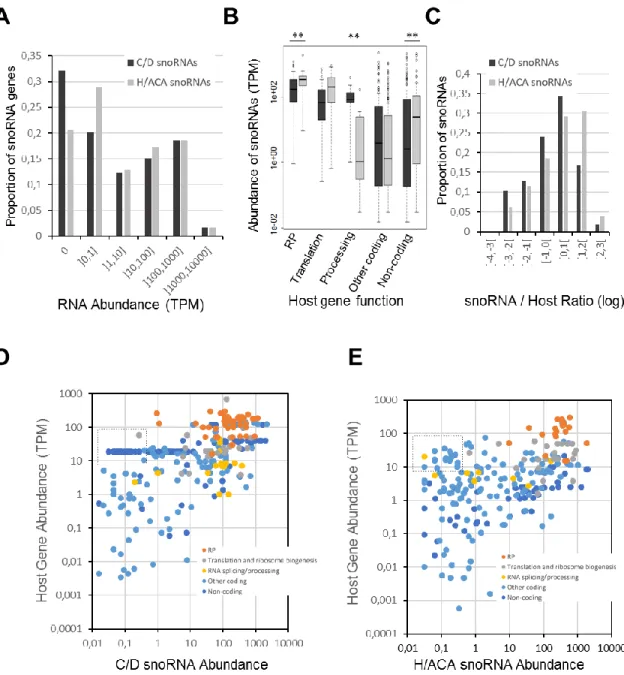 Figure 4. Abundance and distribution of snoRNAs relative to the host mRNA in which they  are encoded depends on the type of snoRNA and the function of the host genes