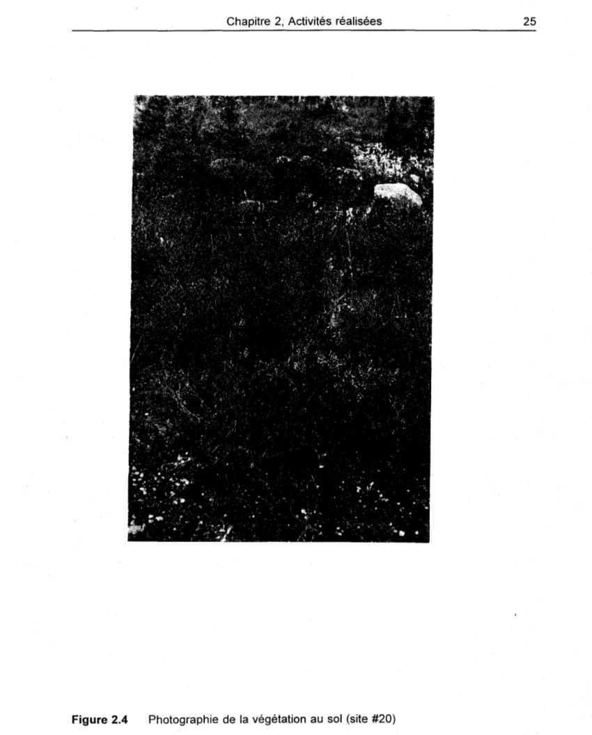 Figure 2.4  Photographie  de  la  végétation  au  sol  (site #20) 