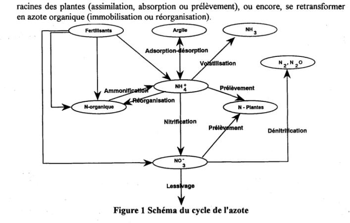 Figure 1 Schéma du cycle de l'azote 