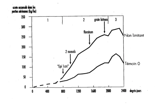 Figure 2 Cinétique d'absorption d'azote du blé 