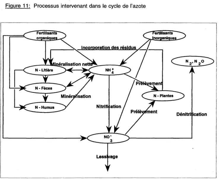 Figure  11:  Processus intervenant dans le cycle  de l'azote 