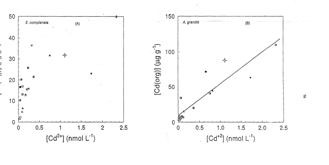 Figure 3.  Relationship between cadmium concentration in the tissues  (whole organisms)  of  E