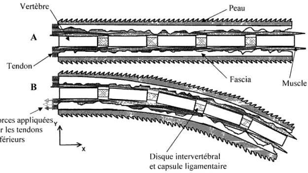 Figure 1.1 : Schématisation des structures anatomiques requises à la modélisation  et positionnement du système d'axe référentiel 