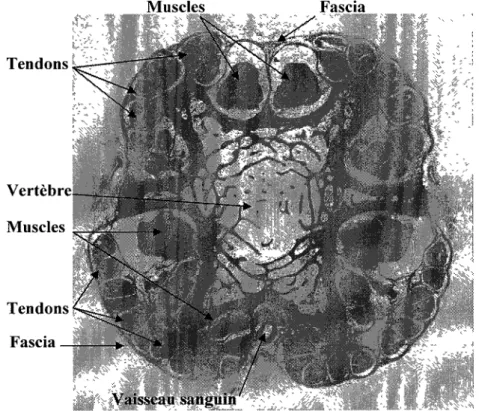 Figure 2.1 : Micrographie d'une coupe transversale vis-à-vis la vertèbre  d'une queue de rat 