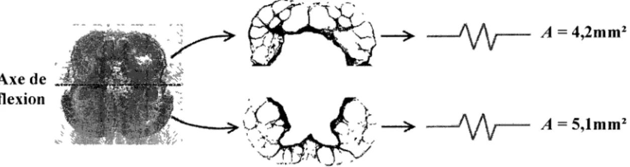 Figure 3.24 : Aires transversales des sections de fascias supérieurs  et inférieurs à l'axe de flexion 