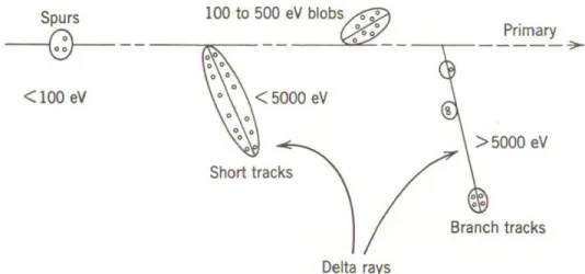Figure 1.1  –  Track structure. Entities are classified as spurs (spherical entities, up to  100  eV),  blobs  (spherical  or  ellipsoidal,  100-500  eV)  and  short  tracks  (cylindrical,  500  eV-  5  keV)  for  a  primary  high-energy  electron  (not  t