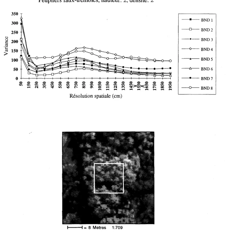 Figure  7  Variance  spectrale  en  fonction  de  la  résolution  spatiale  pour  la  classe  forestière  3  et  voisinage  de  pixels  correspondant  à  la  résolution  spatiale  optimale  délimité  sur  un  site  représentatif