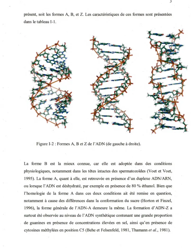 Figure I-2 : Formes A, B et Z de l'ADN (de gauche à droite). 