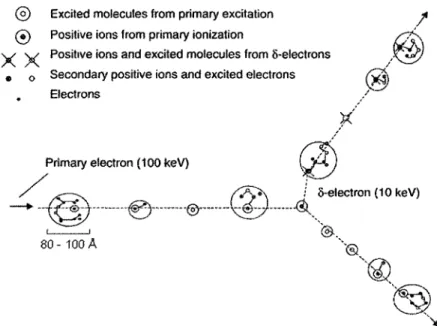 Figure I-5  : Dépôt d'énergie le long de la trajectoire de l'électron primaire. L'électron  primaire  (ici  avec  une  énergie  de  100  keV)  dépose  son  énergie  en  excitant  (points  blanc) ou en ionisant (points noirs) la matière qu'il rencontre le l