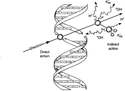 Figure I-7 : Effet direct et indirect des radiations sur 1' ADN.  Source: (Lehnert,  2007, p 11) 