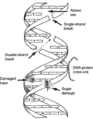 Figure  1-8:  Types  de  dommages  formés  par  l'exposition  de  l'  ADN  aux  radiations ionisantes
