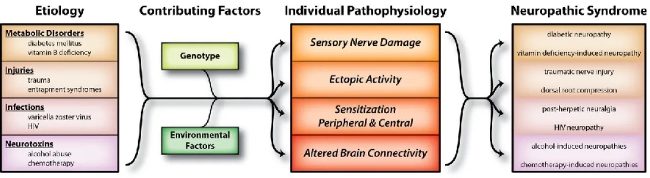Figure  6  :  Représentation  de  la  complexité  et  de  la  variabilité  dans  les  douleurs  neuropathiques (von Hehn CA et al., 2012) 