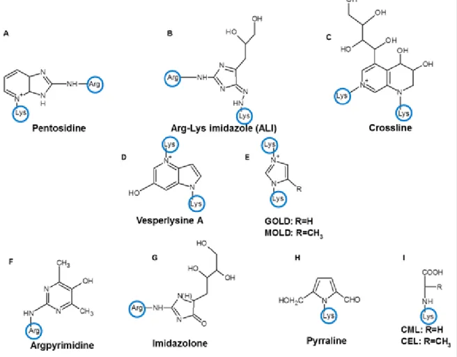 Figure 5. Structure de certains types de produits de glycation avancée 