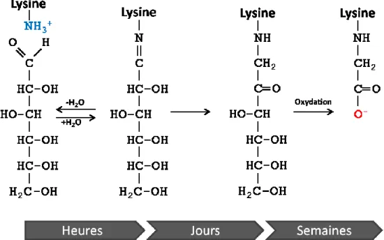 Figure 6. Formation des carboxyméthyl-lysines 