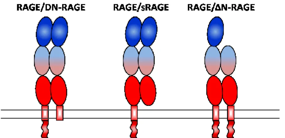 Figure 9. Représentation des principaux oligomères non-fonctionnels de RAGE 