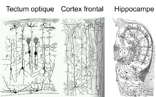 Figure 1.1  : Dessins effectués par Cajal sur différentes structures du cerveau (Ramon y Cajal  web)