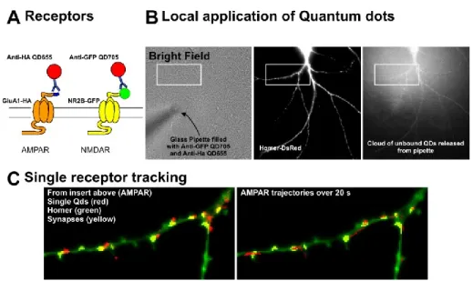 Figure 2.5  : Utilisation  d’une pipette pour marquer les récepteurs. (A) Schéma  des étiquettes utilisées