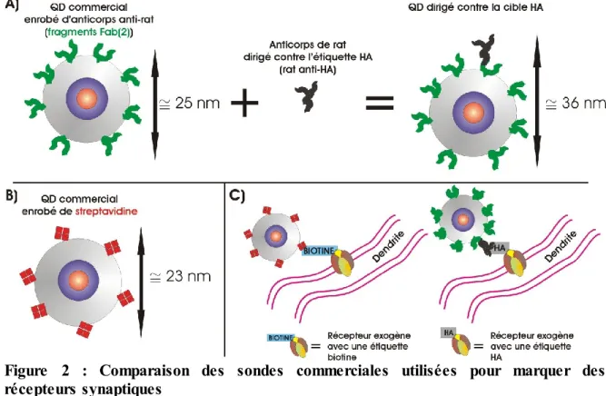 Figure  2  :  Comparaison  des  sondes  commerciales  utilisées  pour  marquer  des  récepteurs synaptiques 