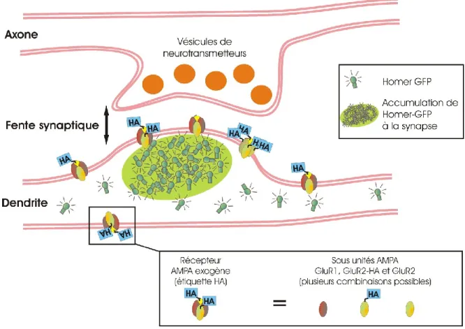 Figure  6  :  Expression  d’un  marqueur  synaptique  fluorescent  et  de  récepteurs  avec  l’étiquette HA 