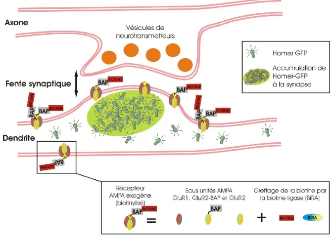 Figure  7  :  Expression  d’un  marqueur  synaptique  fluorescent  et  de  récepteurs  biotinylisés 