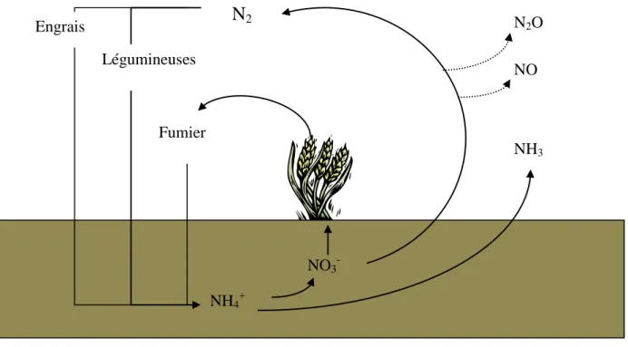 Figure 1.5  Cycle  conceptuel  de  l’azote  dans  un  écosystème  agricole.  Tirée  de  Janzen  et  al., 1998, p.31 