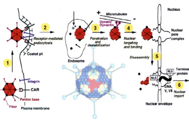 Figure 2 :  Cycle de réplication de l'adénovirus : attachement (1), internalisation par  endocytose (2), sortie de I' endosome pH-dépendante (3), transport vers le noyau via les  microtubules (4), décapsidation (5), intégration dans le noyau de la cellule 